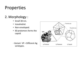 Properties
2. Morphology :
     •   Small 30 nm.
     •   Icosahedral.
     •   Non-enveloped.
     •   60 protomers forms the
         capsid



     - Variant VP = Different Ag
        serotypes.
 
