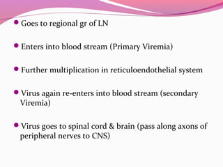 Goes to regional gr of LN
Enters into blood stream (Primary Viremia)
Further multiplication in reticuloendothelial system
Virus again re-enters into blood stream (secondary
Viremia)
Virus goes to spinal cord & brain (pass along axons of
peripheral nerves to CNS)
 