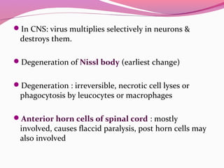 In CNS: virus multiplies selectively in neurons &
destroys them.
Degeneration of Nissl body (earliest change)
Degeneration : irreversible, necrotic cell lyses or
phagocytosis by leucocytes or macrophages
Anterior horn cells of spinal cord : mostly
involved, causes flaccid paralysis, post horn cells may
also involved
 