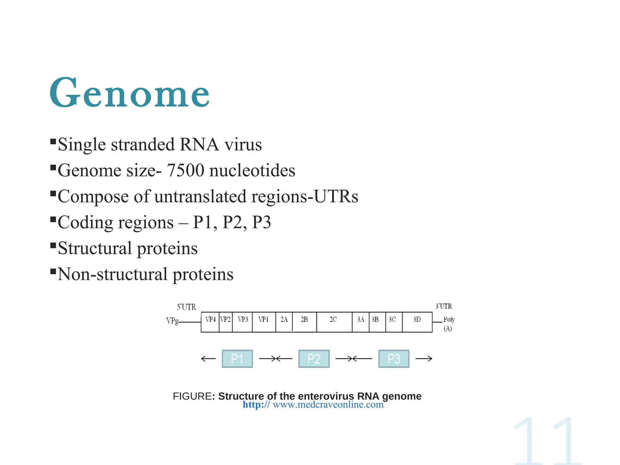 Genome
Single stranded RNA virus
Genome size- 7500 nucleotides
Compose of untranslated regions-UTRs
Coding regions – P1, P2, P3
Structural proteins
Non-structural proteins
FIGURE: Structure of the enterovirus RNA genome
http:// www.medcraveonline.com
 