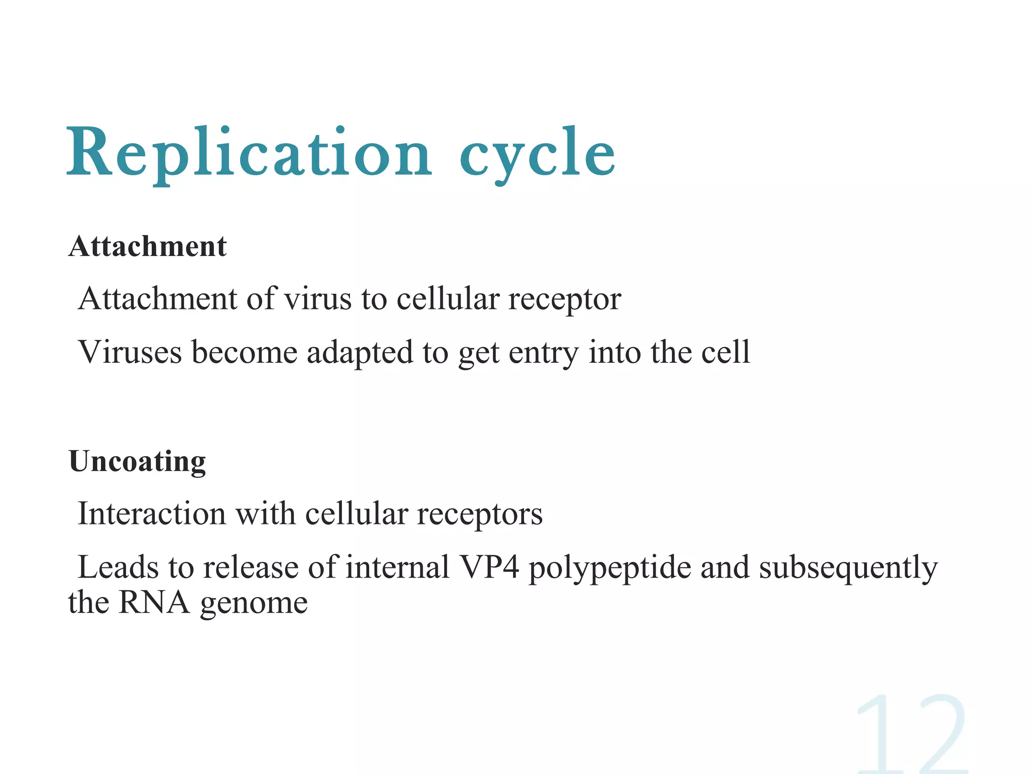 Replication cycle
Attachment
Attachment of virus to cellular receptor
Viruses become adapted to get entry into the cell
Uncoating
Interaction with cellular receptors
Leads to release of internal VP4 polypeptide and subsequently
the RNA genome
 