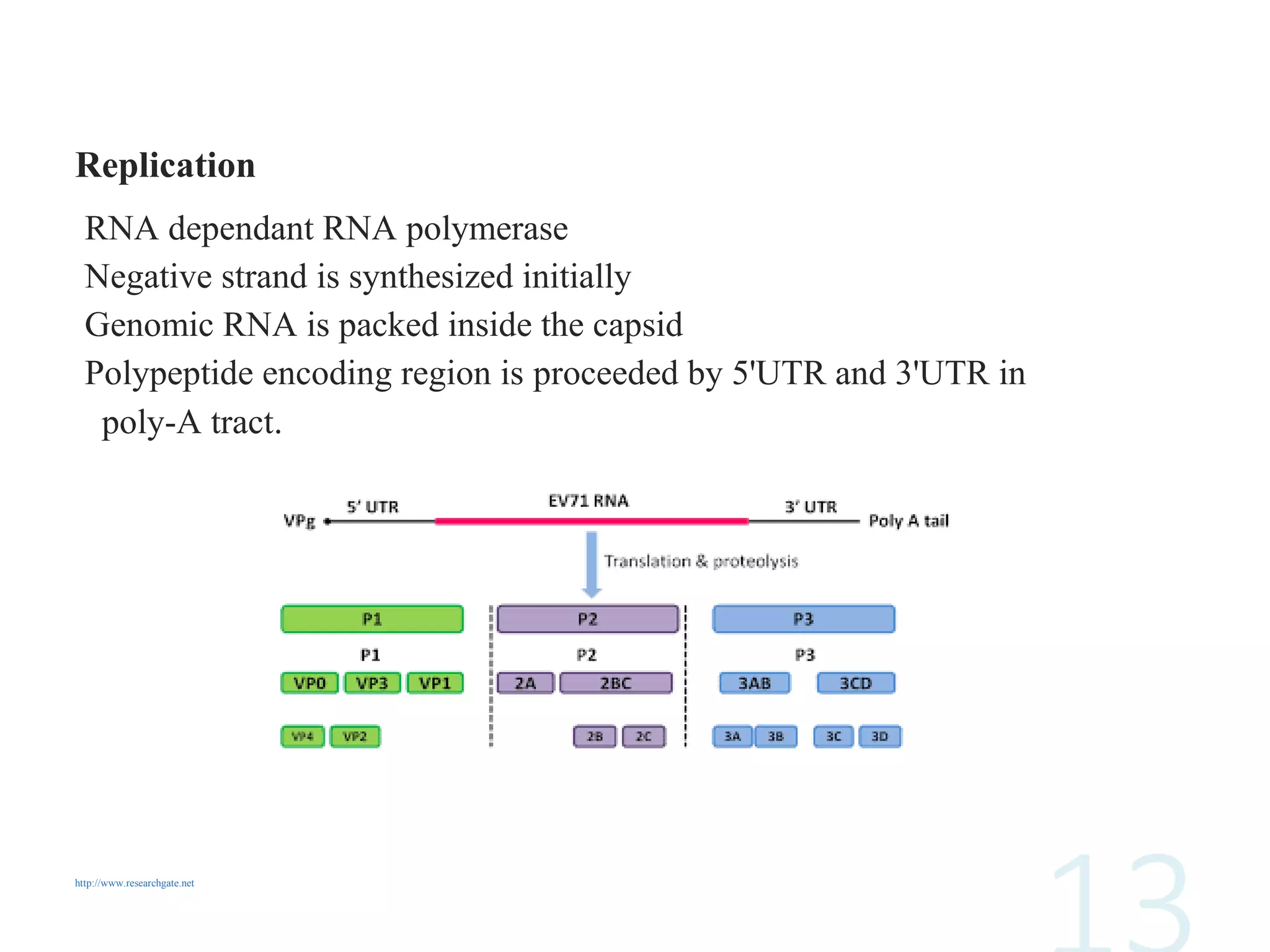 Replication
RNA dependant RNA polymerase
Negative strand is synthesized initially
Genomic RNA is packed inside the capsid
Polypeptide encoding region is proceeded by 5'UTR and 3'UTR in
poly-A tract.
http://www.researchgate.net
 