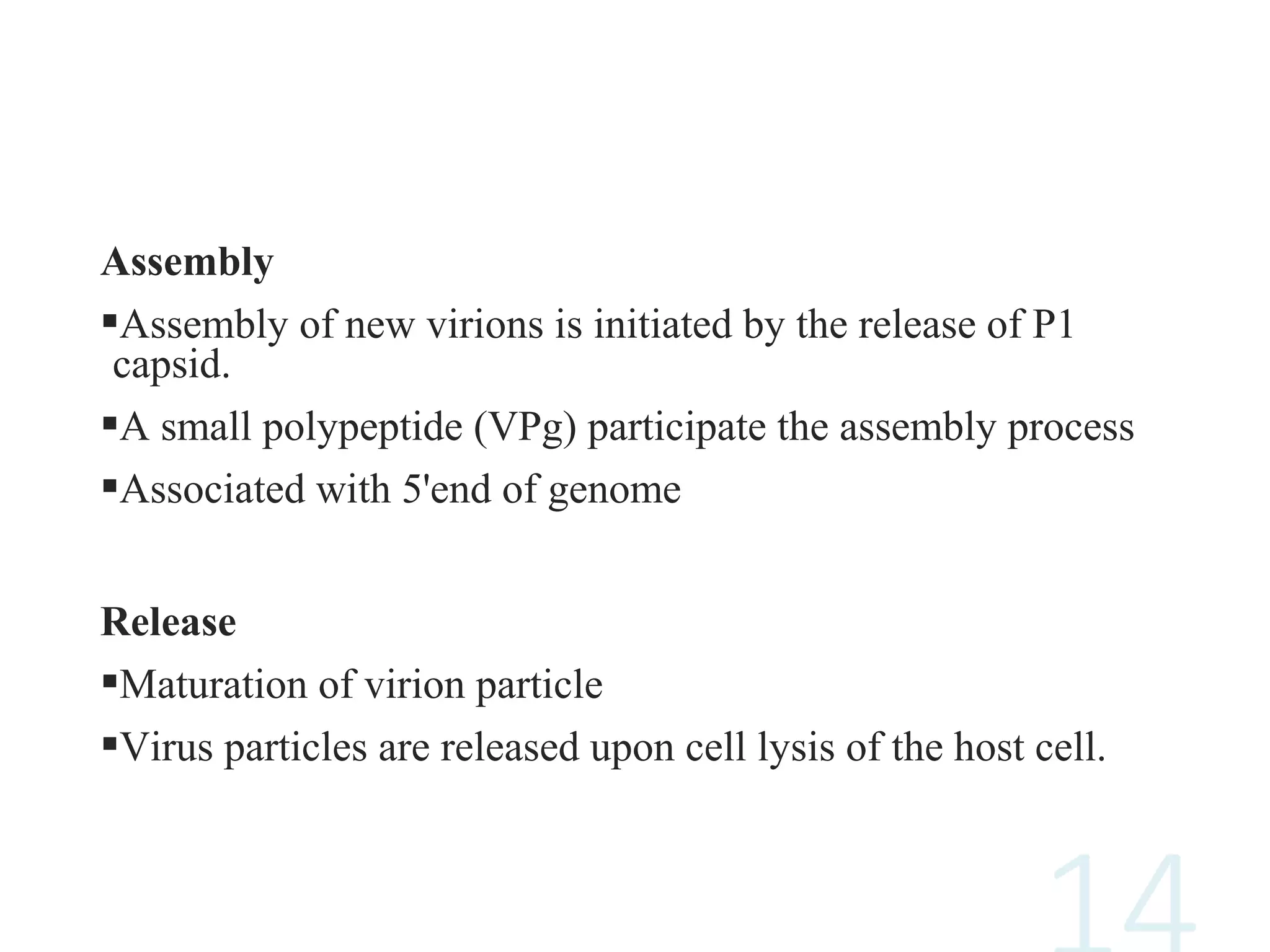 Assembly
Assembly of new virions is initiated by the release of P1
capsid.
A small polypeptide (VPg) participate the assembly process
Associated with 5'end of genome
Release
Maturation of virion particle
Virus particles are released upon cell lysis of the host cell.
 