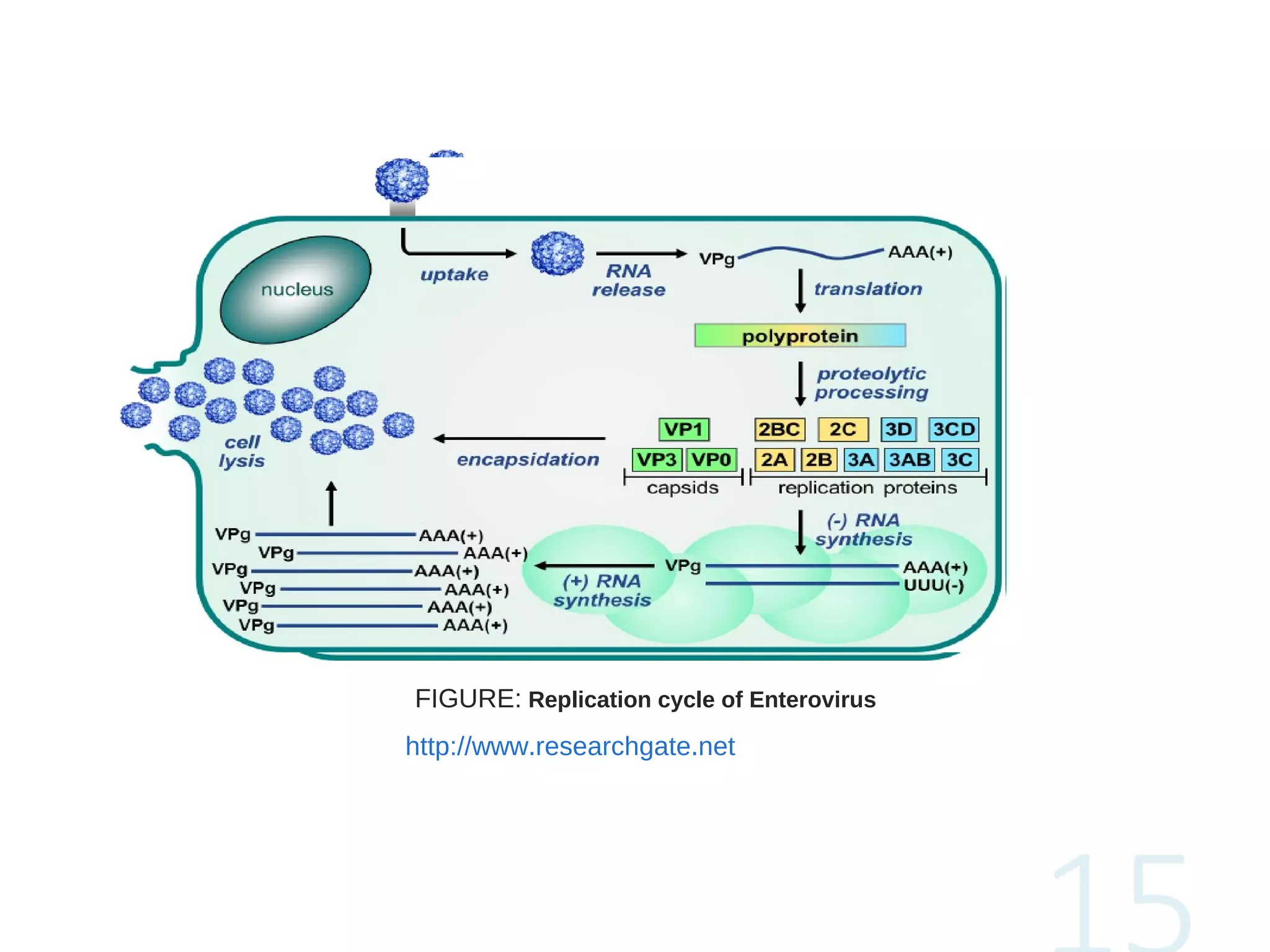 FIGURE: Replication cycle of Enterovirus
http://www.researchgate.net
 