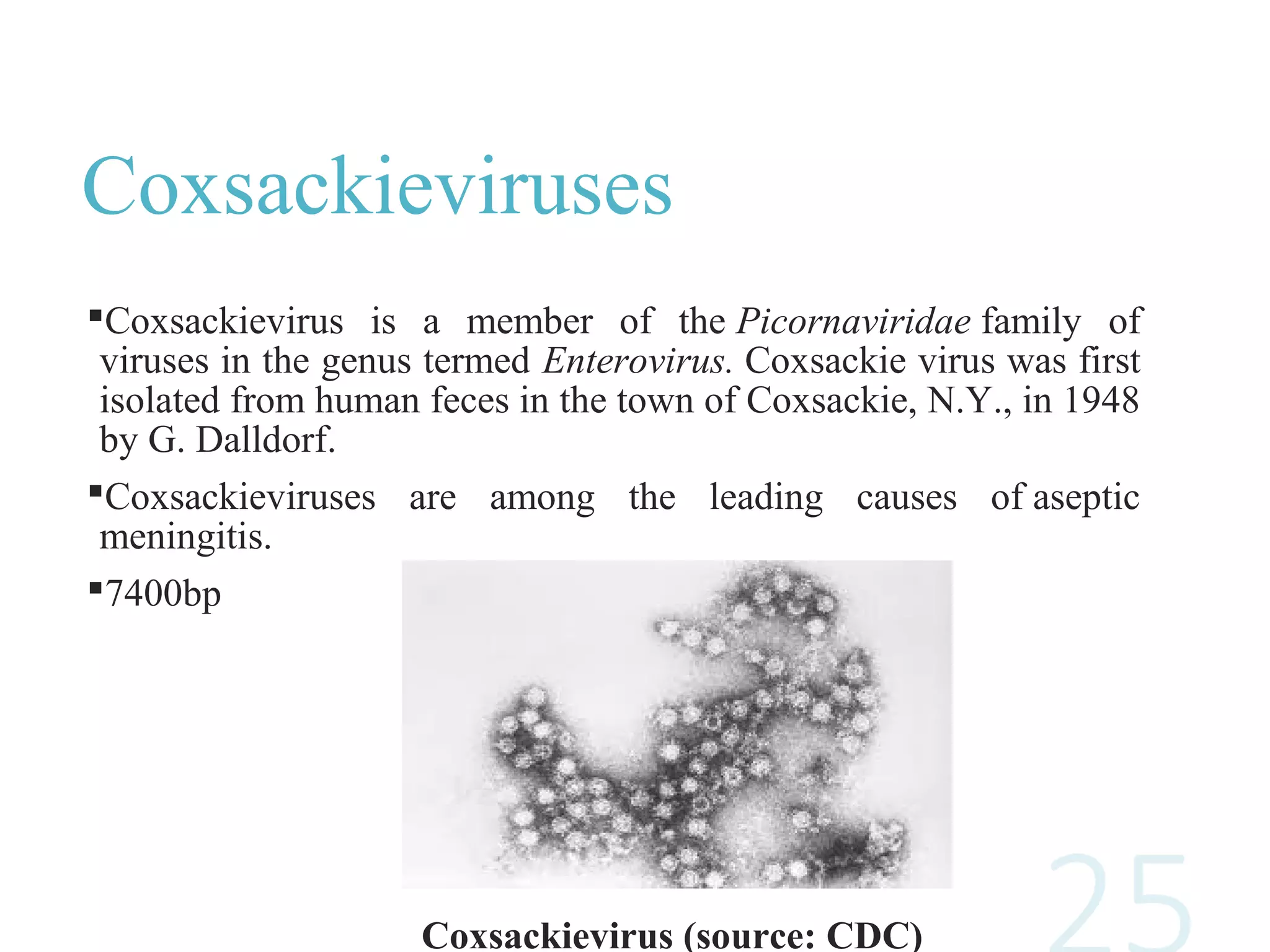 Coxsackieviruses
Coxsackievirus is a member of the Picornaviridae family of
viruses in the genus termed Enterovirus. Coxsackie virus was first
isolated from human feces in the town of Coxsackie, N.Y., in 1948
by G. Dalldorf.
Coxsackieviruses are among the leading causes of aseptic
meningitis.
7400bp
Coxsackievirus (source: CDC)
 