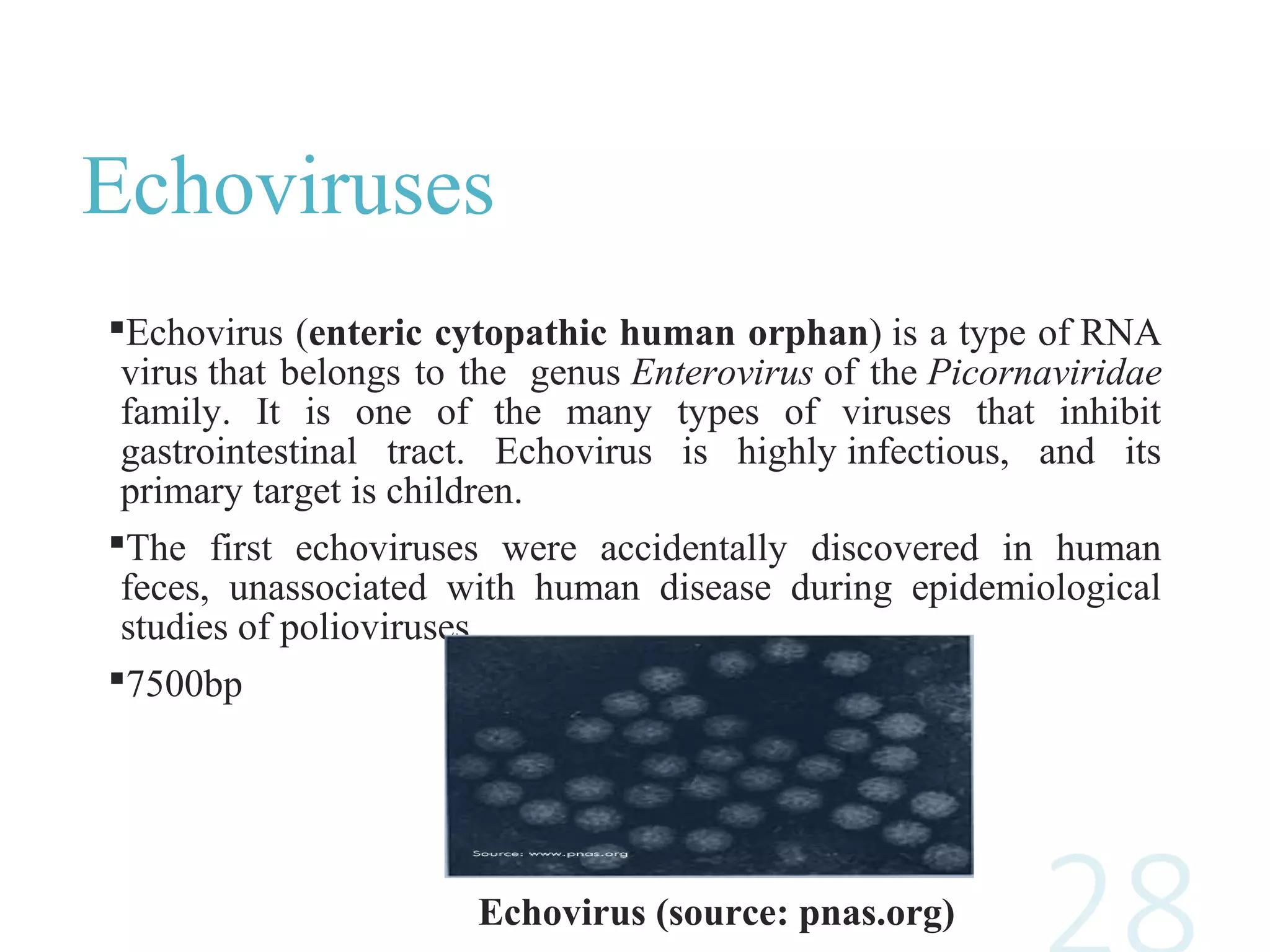 Echoviruses
Echovirus (enteric cytopathic human orphan) is a type of RNA
virus that belongs to the genus Enterovirus of the Picornaviridae
family. It is one of the many types of viruses that inhibit
gastrointestinal tract. Echovirus is highly infectious, and its
primary target is children.
The first echoviruses were accidentally discovered in human
feces, unassociated with human disease during epidemiological
studies of polioviruses.
7500bp
Echovirus (source: pnas.org)
 