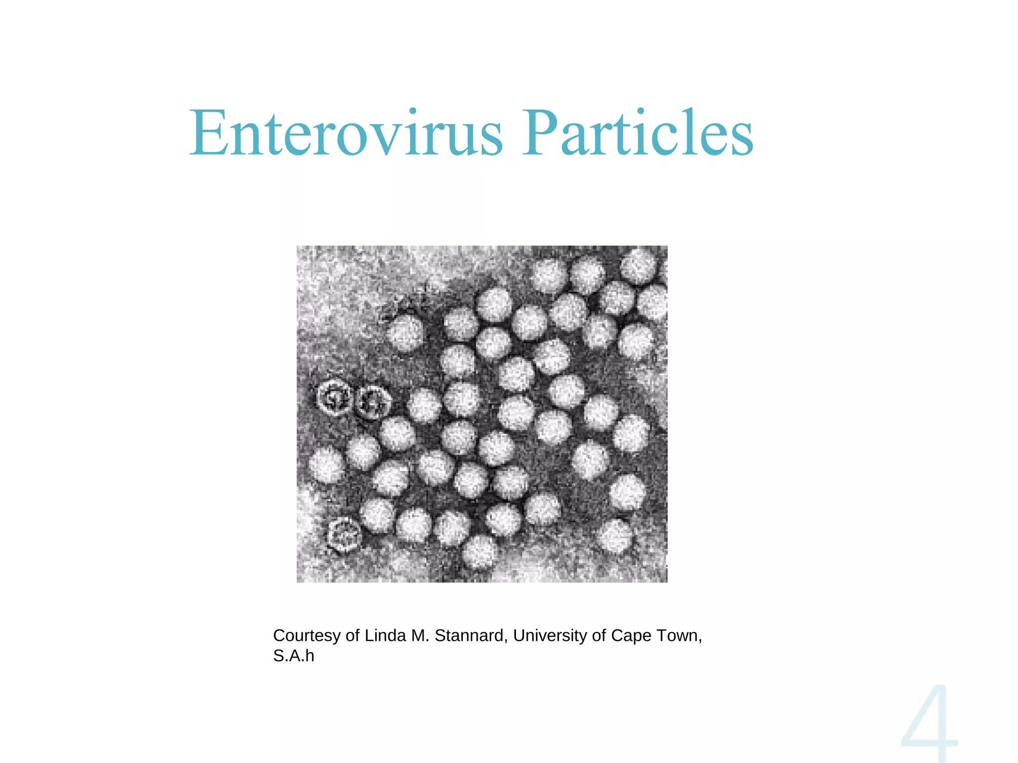 Enterovirus Particles
Courtesy of Linda M. Stannard, University of Cape Town,
S.A.h
 