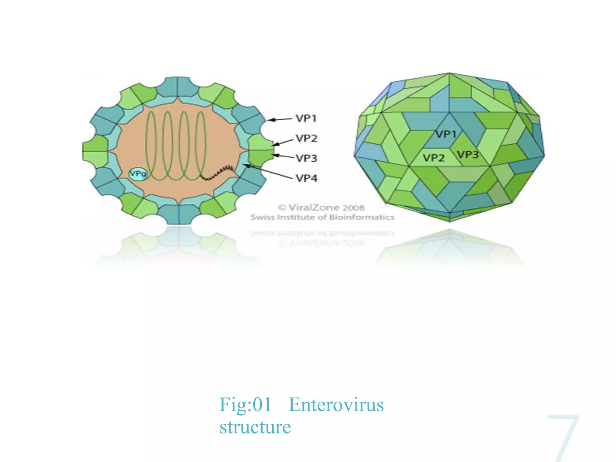 Fig:01 Enterovirus
structure
 