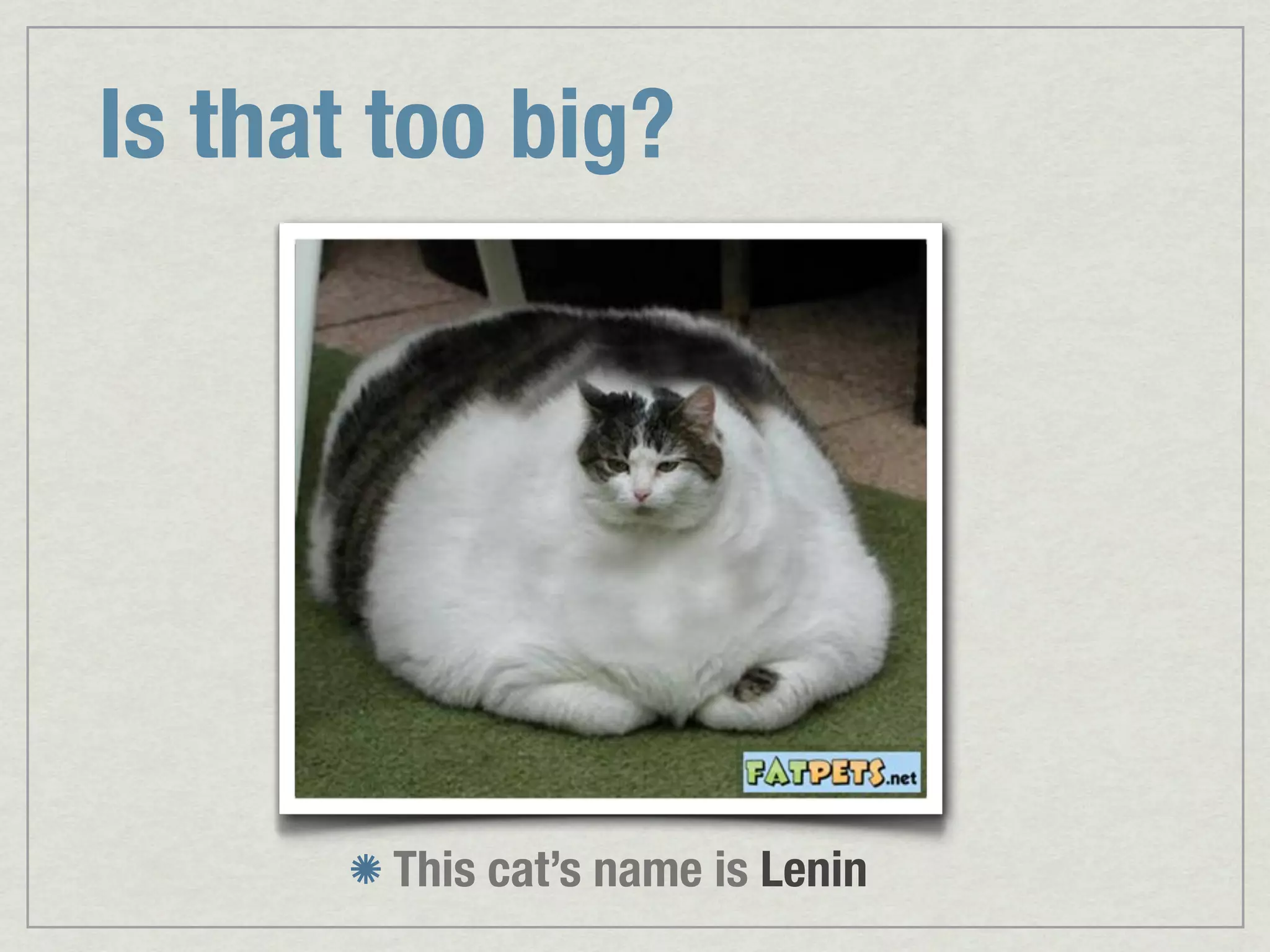 Is that too big? This cat’s name is Lenin 