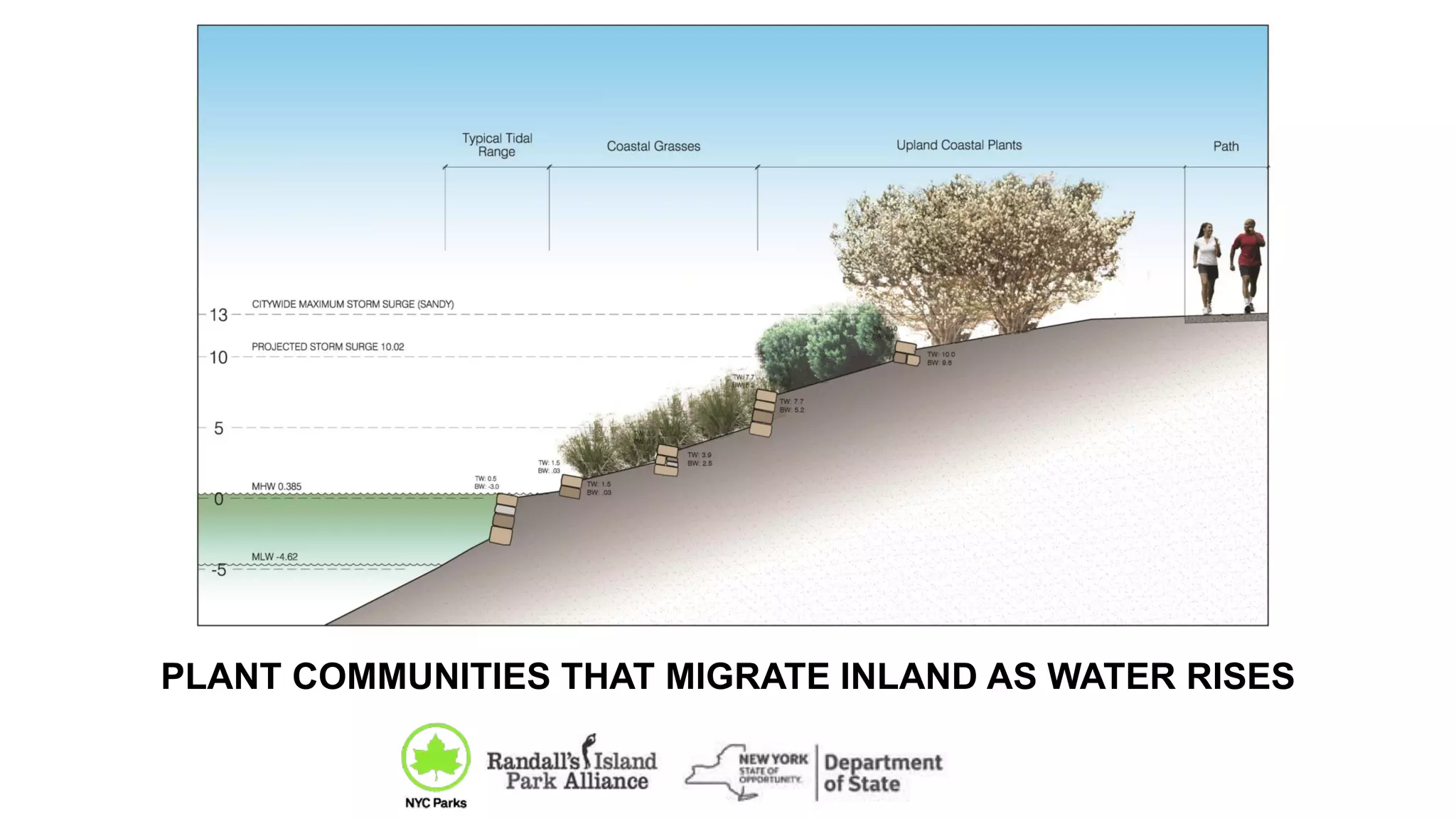 PLANT COMMUNITIES THAT MIGRATE INLAND AS WATER RISES
11
 