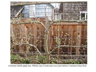 A Granny Smith apple tree. Whitey says it took only two years before it started to bear fruit. 
