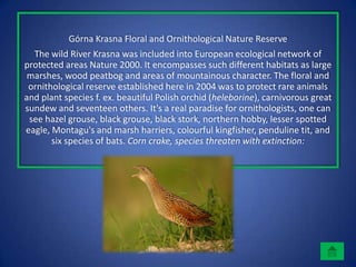 Górna Krasna Floral and Ornithological Nature Reserve
  The wild River Krasna was included into European ecological network of
protected areas Nature 2000. It encompasses such different habitats as large
 marshes, wood peatbog and areas of mountainous character. The floral and
 ornithological reserve established here in 2004 was to protect rare animals
and plant species f. ex. beautiful Polish orchid (heleborine), carnivorous great
sundew and seventeen others. It's a real paradise for ornithologists, one can
 see hazel grouse, black grouse, black stork, northern hobby, lesser spotted
eagle, Montagu's and marsh harriers, colourful kingfisher, penduline tit, and
       six species of bats. Corn crake, species threaten with extinction:
 