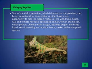 Valley of Reptiles

• Tour of the Kielce exotarium, which is located on the premises, can
  be very emotional for some visitors as they have a rare
  opportunity to face the biggest reptiles of the world from Africa,
  Asia and remote Australia: spectacled caiman, Yemen chameleon,
  Indian python, Chinese water dragon, bearded dragon and frilled
  lizard. Very interesting are monitor lizards, snakes and endangered
  species.
 