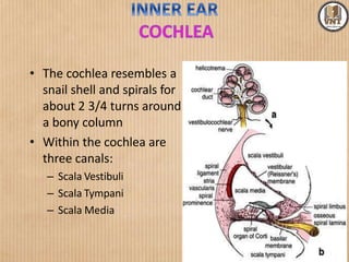 • The cochlea resembles a
snail shell and spirals for
about 2 3/4 turns around
a bony column
• Within the cochlea are
three canals:
– Scala Vestibuli
– Scala Tympani
– Scala Media
 