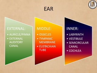 EAR
EXTERNAL:
• AURICLE/PINNA
• EXTERNAL
AUDITORY
CANAL
MIDDLE:
• OSSICLES
• TYMPANIC
MEMBRANE
• EUSTACHIAN
TUBE
INNER:
• LABYRINTH
• VESTIBULE
• SEMICIRCULAR
CANAL
• COCHLEA
 