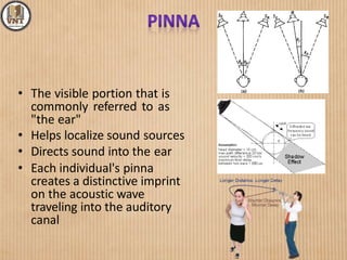 • The visible portion that is
commonly referred to as
"the ear"
• Helps localize sound sources
• Directs sound into the ear
• Each individual's pinna
creates a distinctive imprint
on the acoustic wave
traveling into the auditory
canal
 