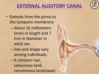 • Extends from the pinna to
the tympanic membrane
–About 26 millimeters
(mm) in length and 7
mm in diameter in
adult ear.
–Size and shape vary
among individuals.
–It contains hair,
sebaceous land,
ceruminous lands(wax)
 