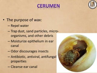 • The purpose of wax:
– Repel water
– Trap dust, sand particles, micro-
organisms, and other debris
– Moisturize epithelium in ear
canal
– Odor discourages insects
– Antibiotic, antiviral, antifungal
properties
– Cleanse ear canal
 