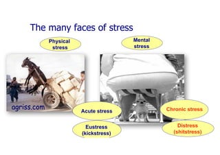 Physical
stress
Mental
stress
Eustress
(kickstress)
Distress
(shitstress)
Acute stress Chronic stress
The many faces of stress
 