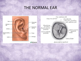 THE NORMAL EAR 