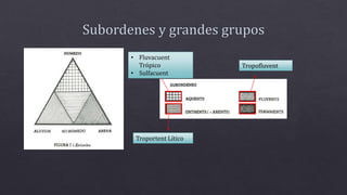 Tropofluvent
• Fluvacuent
Trópico
• Sulfacuent
Troportent Lítico
 