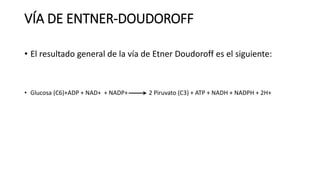 VÍA DE ENTNER-DOUDOROFF
• El resultado general de la vía de Etner Doudoroff es el siguiente:
• Glucosa (C6)+ADP + NAD+ + NADP+ 2 Piruvato (C3) + ATP + NADH + NADPH + 2H+
 