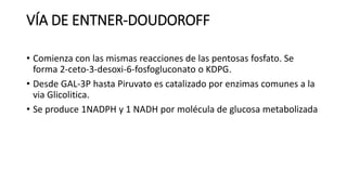 VÍA DE ENTNER-DOUDOROFF
• Comienza con las mismas reacciones de las pentosas fosfato. Se
forma 2-ceto-3-desoxi-6-fosfogluconato o KDPG.
• Desde GAL-3P hasta Piruvato es catalizado por enzimas comunes a la
via Glicolitica.
• Se produce 1NADPH y 1 NADH por molécula de glucosa metabolizada
 
