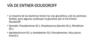 VÍA DE ENTNER-DOUDOROFF
• La mayoría de las bacterias tienen las vias glucolitica y de las pentosas
fosfato, pero algunas sustituyen la glucolisis por la Via Entner-
Doudoroff.
• Ejemplo: Pseudomonas G(-), Streptococcus faecalis G(+), Rhizobium
G(-),
• Agrobacterium G(-) y Azotobacter G(-).Pseudomonas. Muy pocos
Gram(+).
 
