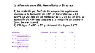 La diferencia entre EM, Heteroláctica y ED es que:
1) La oxidación por NAD de los compuestos orgánicosas
asociada a la formación de ATP en Heteroláctica y ED
ocurre en una sola de las moléculas de C y en EM en dos. La
formación de ATP está asociada a la oxidación del sustrato
(mov. De electrones).
2) EM logra 2 ATP y ED y Heteroláctica logran 1ATP
 