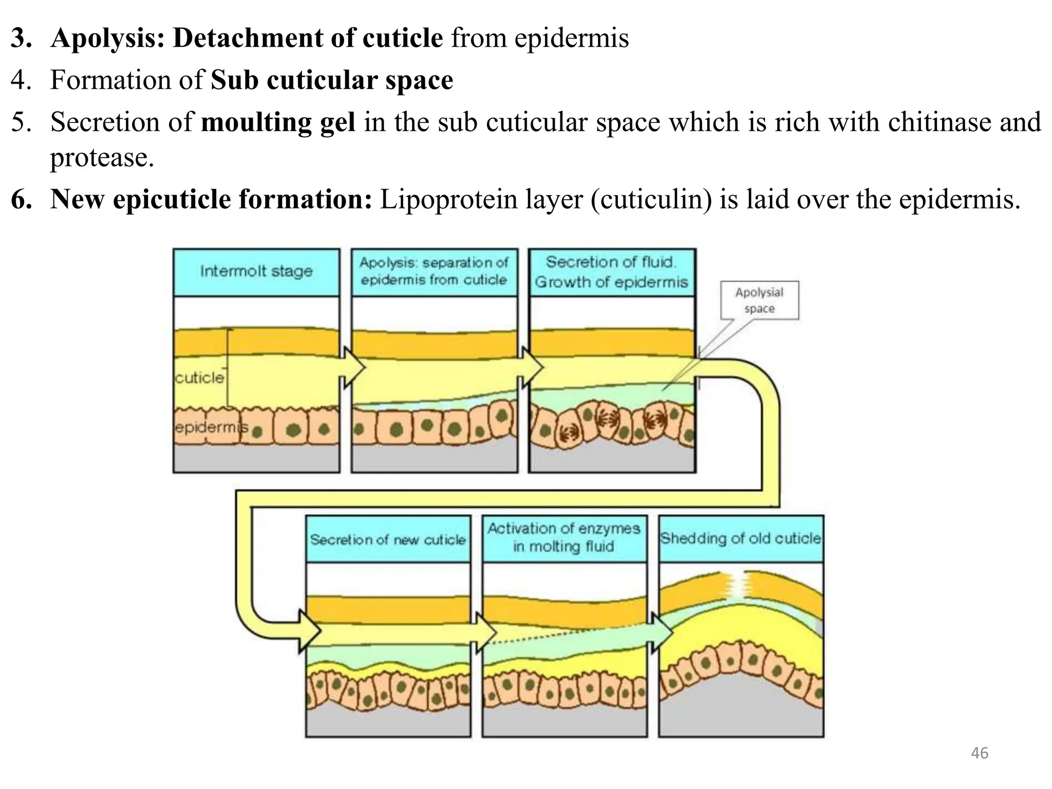 Layers Insect insect anatomy and insect body wall and their physiology | PPTX