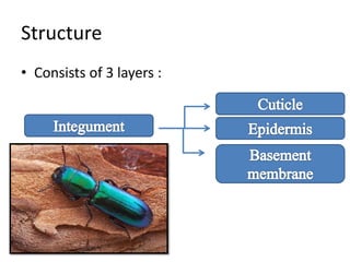Insect Structures Mn insect anatomy and insect body wall and their physiology | PPTX