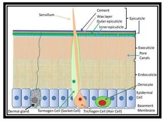 insect anatomy and insect body wall and their physiology | PPTX