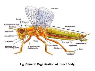insect anatomy and insect body wall and their physiology | PPTX