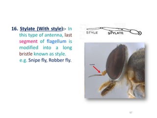 Stylet Insect Part insect anatomy and insect body wall and their physiology | PPTX
