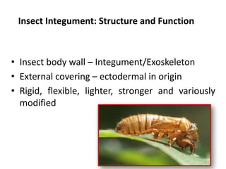 fundamental of entomology all in one topics of entomology | PPTX