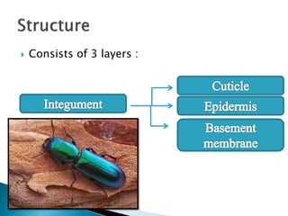 basic entomology with all the anatomy of an insect | PPTX