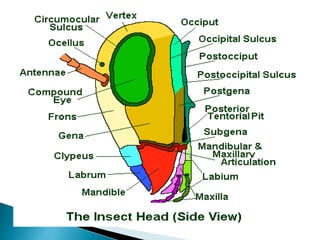 Notum Insect basic entomology with all the anatomy of an insect | PPTX