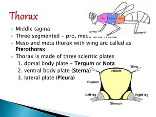 Notum Insect basic entomology with all the anatomy of an insect | PPTX