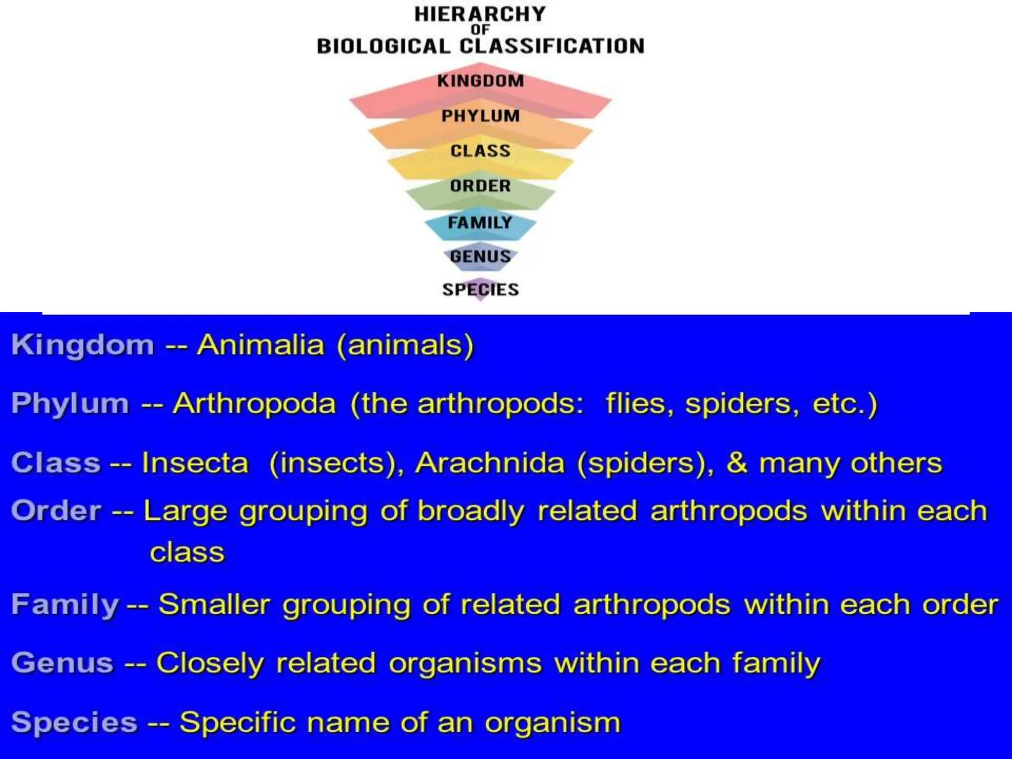 insect morphology and physiology of insect | PPTX