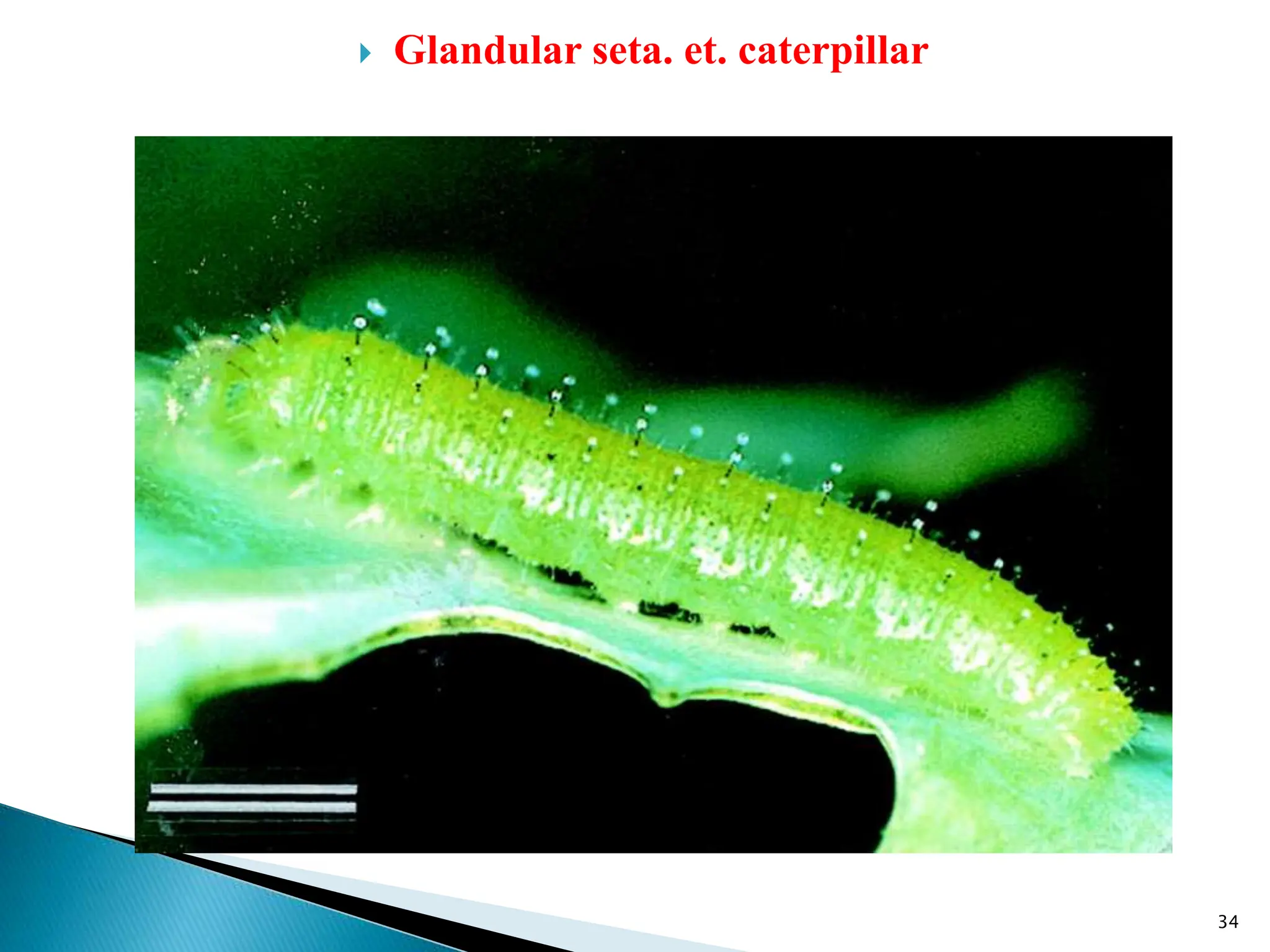 insect morphology and physiology of insect | PPTX