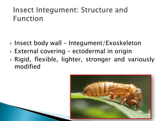 insect morphology and physiology of insect | PPTX