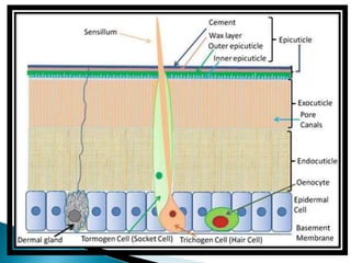 insect morphology and physiology of insect | PPTX