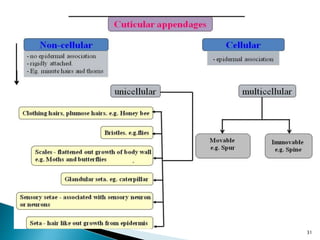 insect morphology and physiology of insect | PPTX