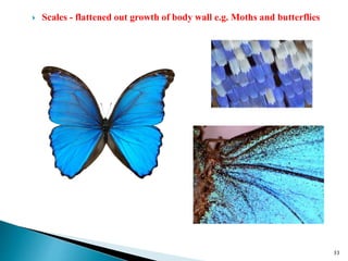 insect morphology and physiology of insect | PPTX