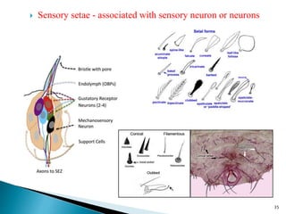 Nefeluron Insect insect morphology and physiology of insect | PPTX