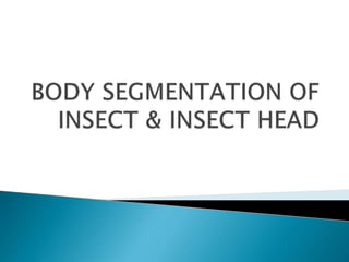 insect morphology and physiology of insect | PPTX
