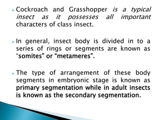 insect morphology and physiology of insect | PPTX