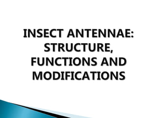 insect morphology and physiology of insect | PPTX