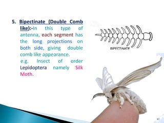 insect morphology and physiology of insect | PPTX