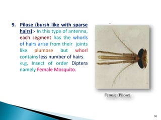 Pelopeaous Insect insect morphology and physiology of insect | PPTX